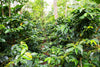 Bali Kintamani Natural