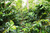 Bali Kintamani Natural