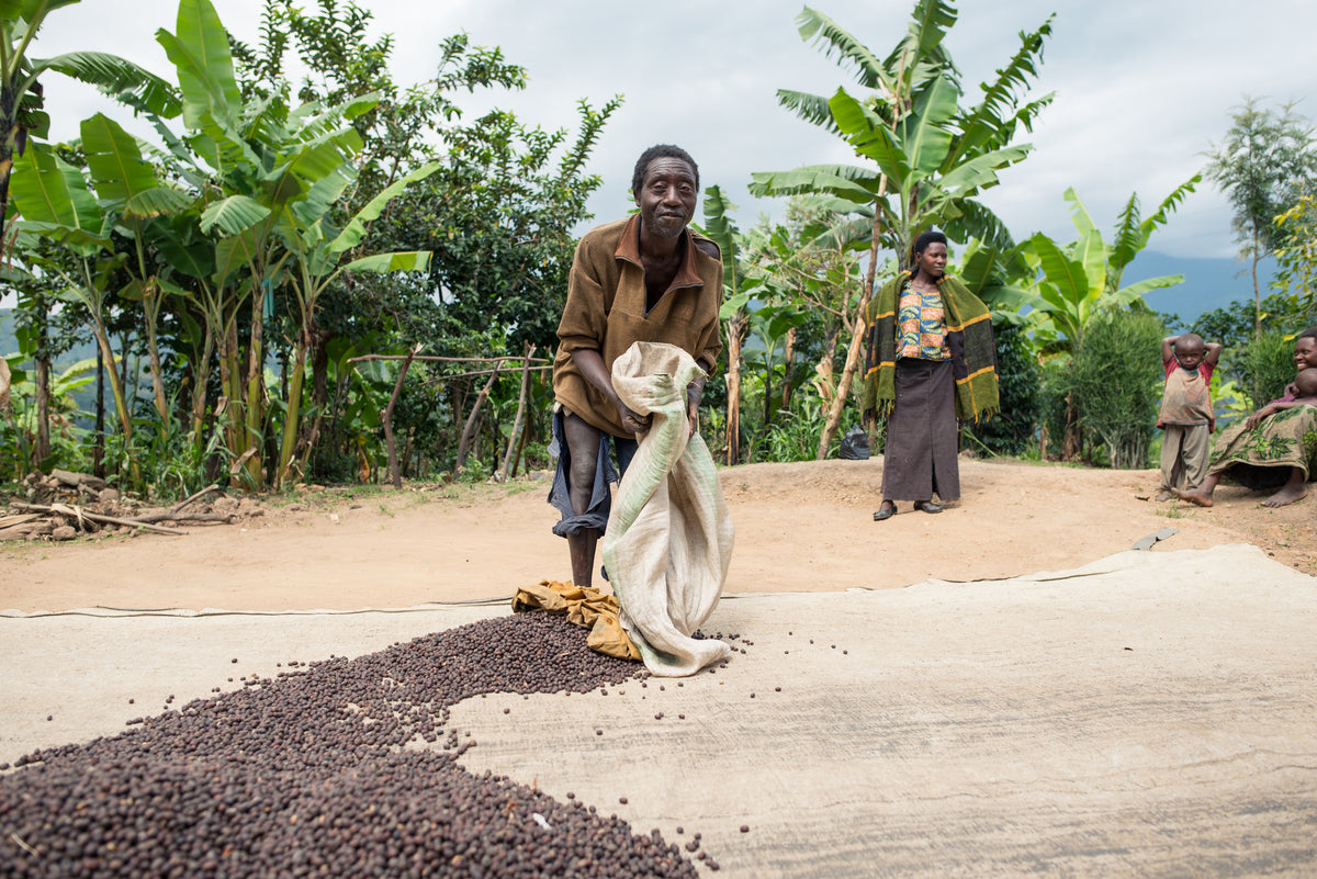 Lighthouse Roasters | Premium Coffee Retail & Wholesale