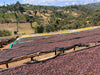 Natural Processed Ethiopia Yirgacheffe