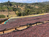 Natural Processed Ethiopia Yirgacheffe