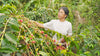 Bali Kintamani Natural